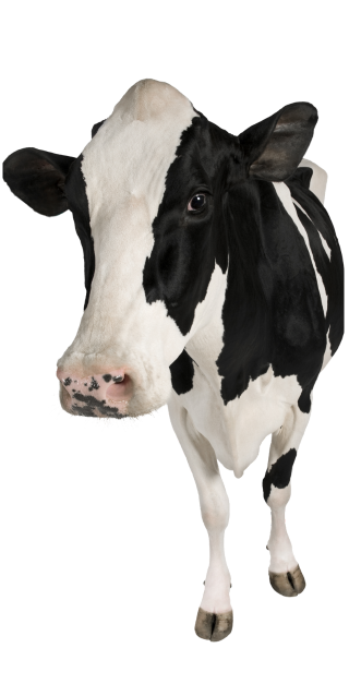 cow (1)
