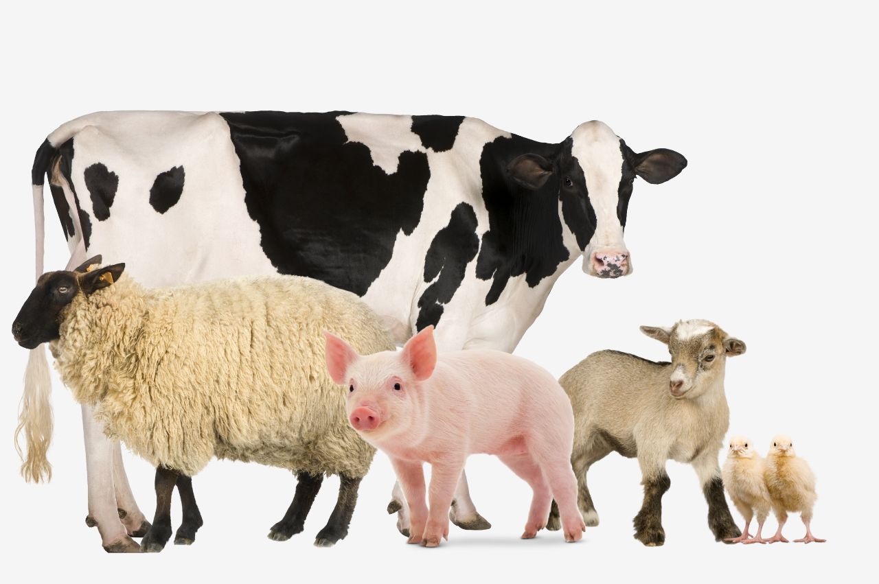 farm animals