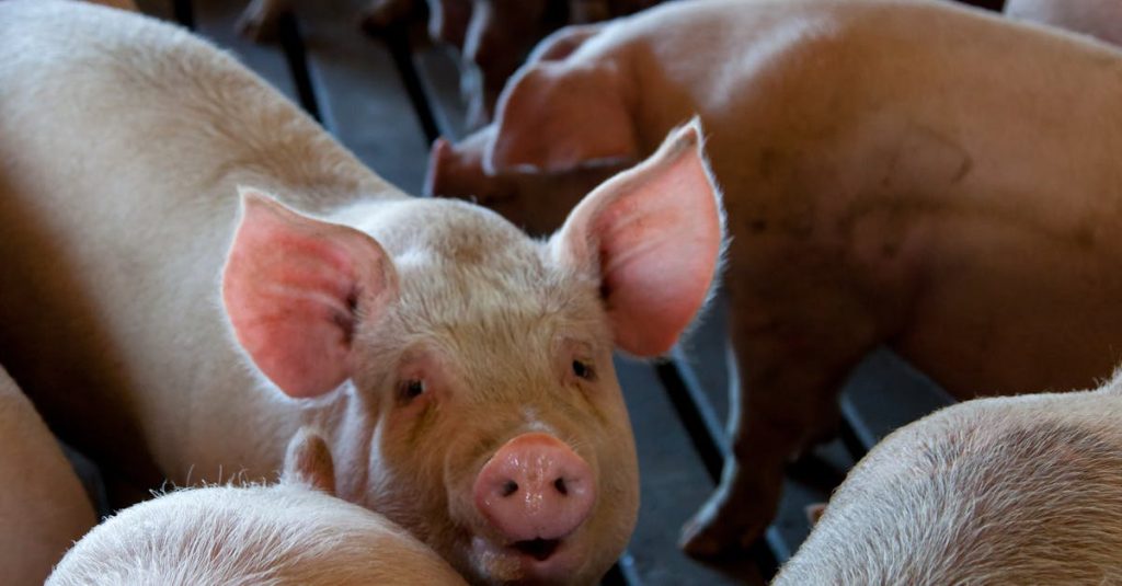 Close-up of pigs in an indoor livestock pen on a farm. Captures the essence of animal agriculture.