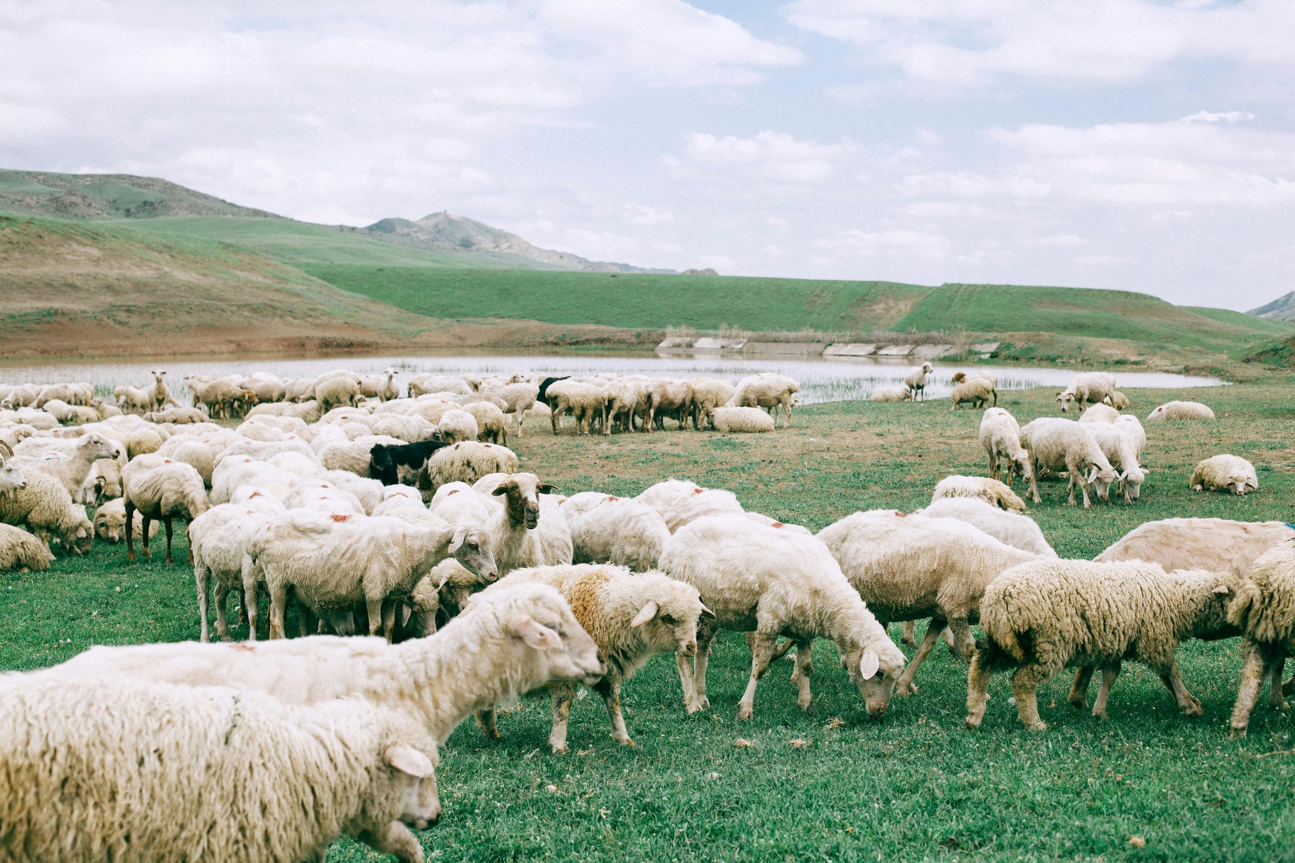 Tranquil landscape featuring a flock of sheep grazing by a serene pond in lush countryside.