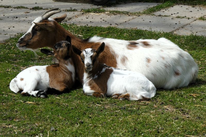 goats (1)
