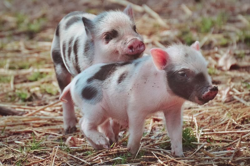 piglets