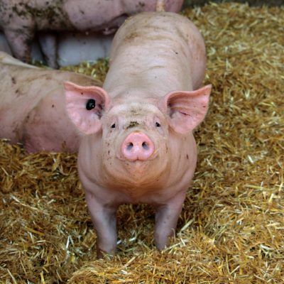 Close-up of a domestic pig in a straw-filled pigsty on a farm in Bavaria, Germany.
